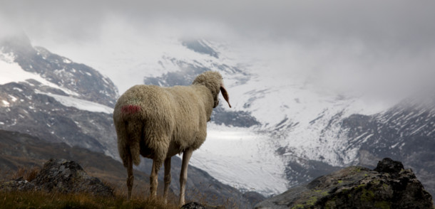     Bárány és kilátás a Venediger magaslati túraúton, Kelet-Tirol 